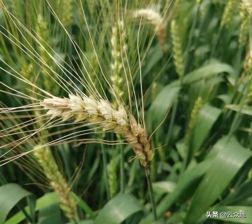 谷雨农事活动_谷雨农事_谷雨农事活动图片
