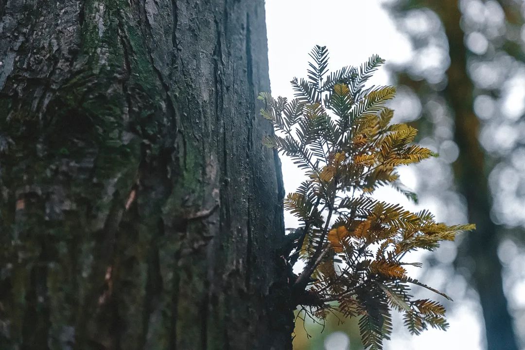 百代过客意思_百代之过客也_百代过客