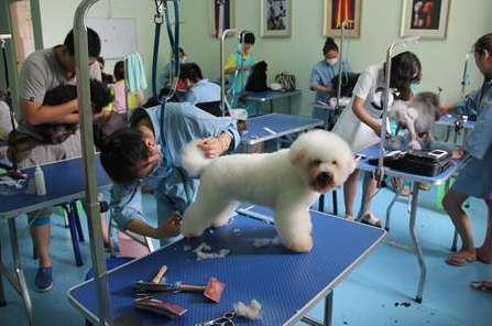 美登宠物美容培训学校_培训美容宠物登美学校要多少钱_培训美容宠物登美学校好吗