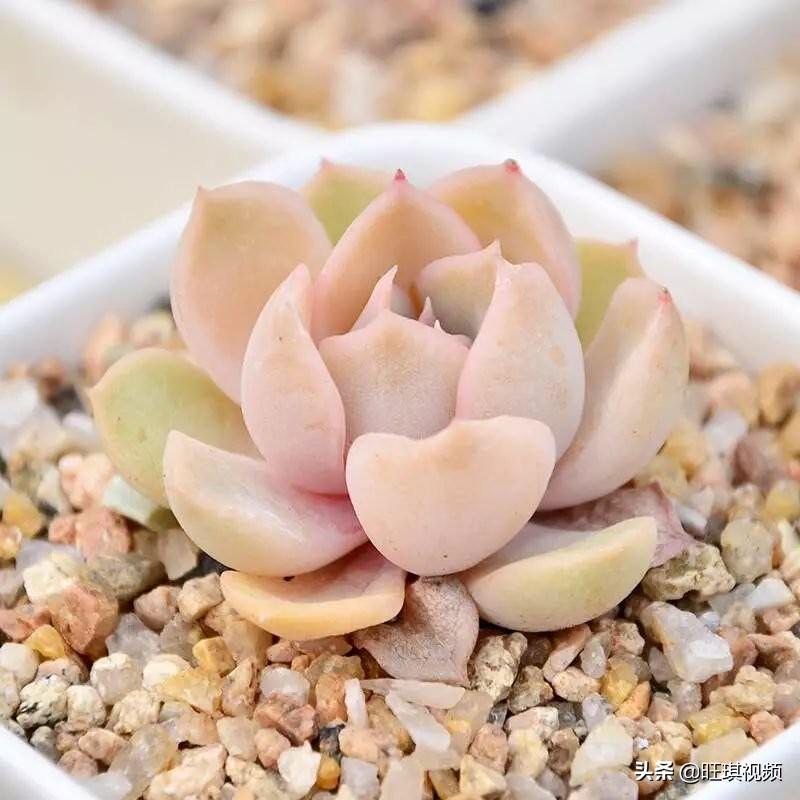没有一个好爸爸_爸爸太没有脑子怎么办_没有好爸爸怎么办