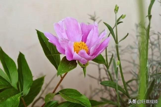 爸爸太没有脑子怎么办_没有好爸爸怎么办_没有一个好爸爸