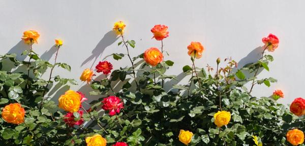 中国城市市花大全图片_河南18地市市花_河南市花种类