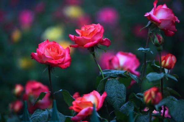 中国城市市花大全图片_河南市花种类_河南18地市市花