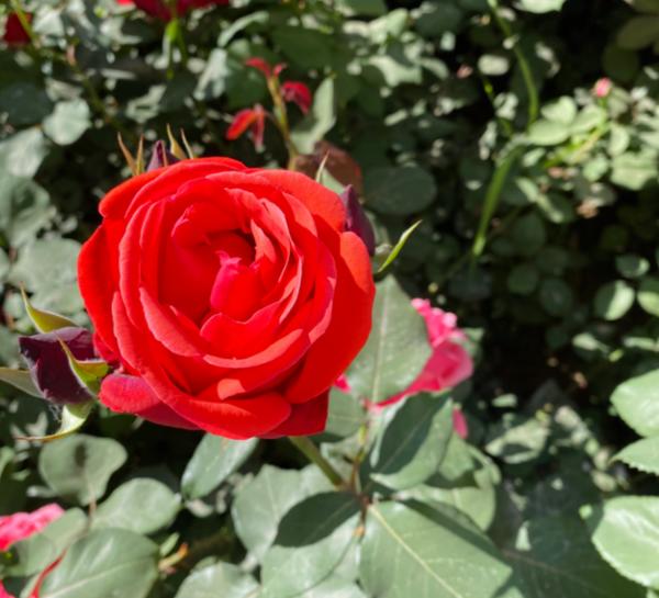 中国城市市花大全图片_河南市花种类_河南18地市市花