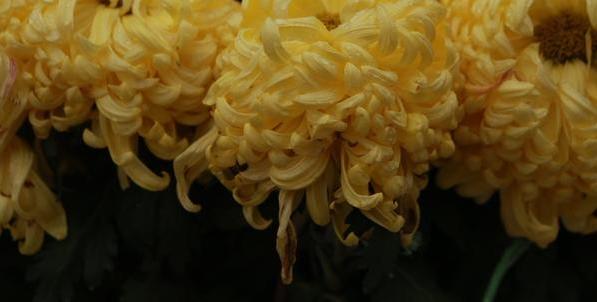 河南市花种类_河南18地市市花_中国城市市花大全图片