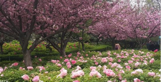 中国城市市花大全图片_河南18地市市花_河南市花种类