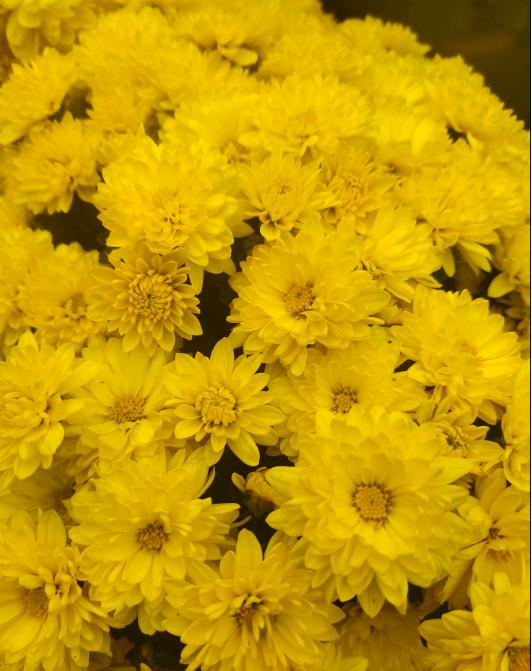 中国城市市花大全图片_河南市花种类_河南18地市市花