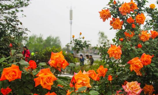 河南18地市市花_中国城市市花大全图片_河南市花种类