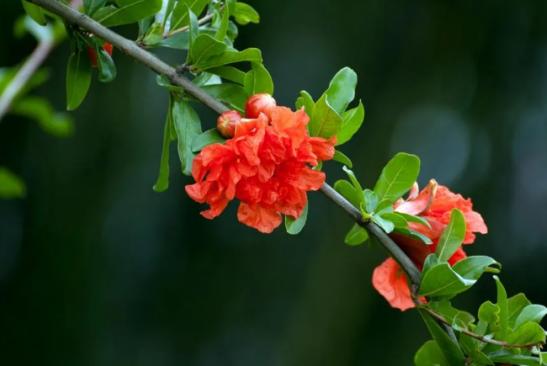 河南市花种类_河南18地市市花_中国城市市花大全图片