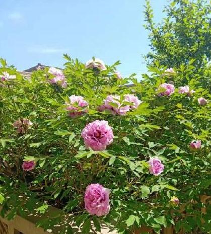 河南市花种类_中国城市市花大全图片_河南18地市市花