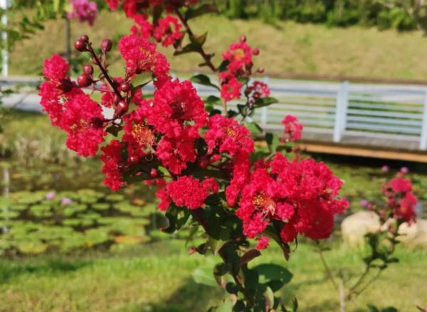 河南市花种类_中国城市市花大全图片_河南18地市市花