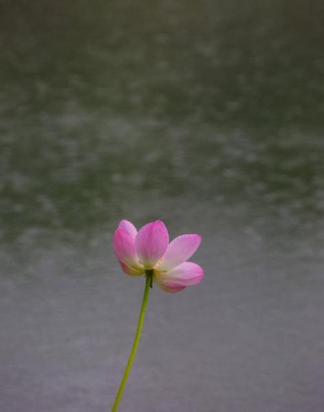 中国城市市花大全图片_河南18地市市花_河南市花种类