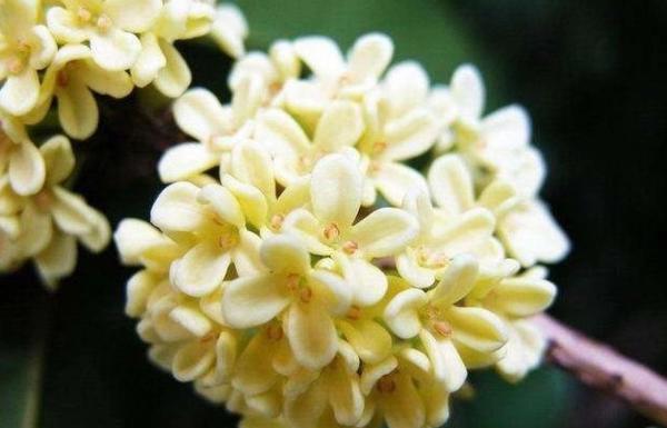 河南市花种类_中国城市市花大全图片_河南18地市市花