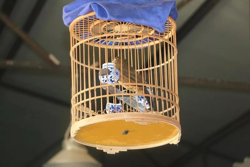 做动物标本有培训学校_动物标本制作技艺_北刘标本制作技艺