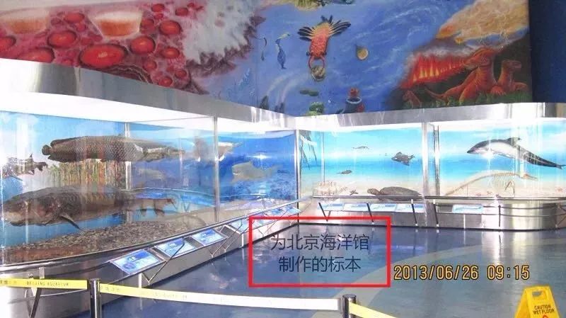 做动物标本有培训学校_北刘标本制作技艺_动物标本制作技艺