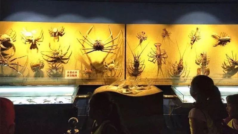 北刘标本制作技艺_动物标本制作技艺_做动物标本有培训学校