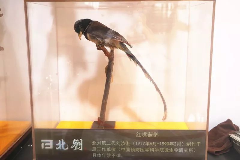 北刘标本制作技艺_做动物标本有培训学校_动物标本制作技艺