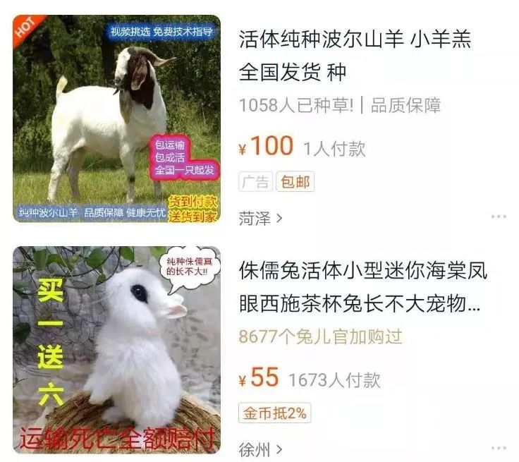 网购活体动物_快递邮寄活体动物_什么网站可以买宠物