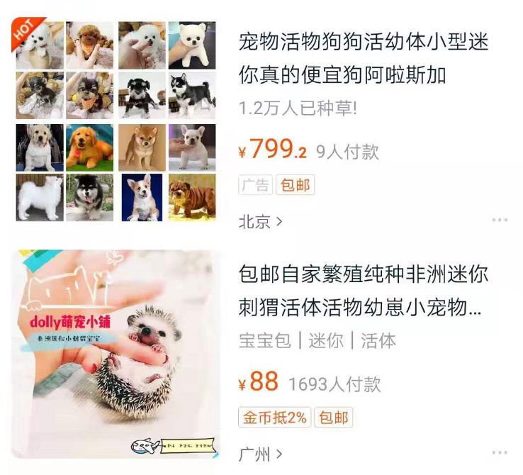 网购活体动物_什么网站可以买宠物_快递邮寄活体动物