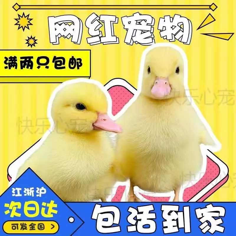 什么网站可以买宠物_快递邮寄活体动物_网购活体动物