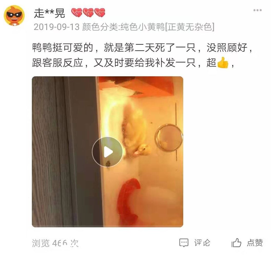 什么网站可以买宠物_网购活体动物_快递邮寄活体动物