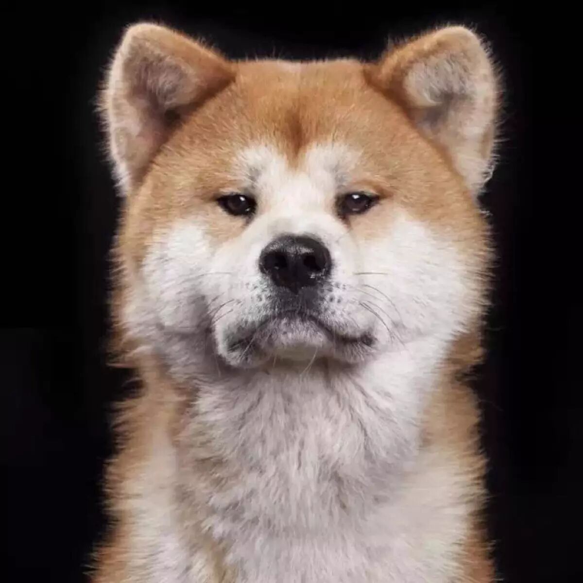 照顾小孩的狗是什么狗-狗狗能照顾孩子吗