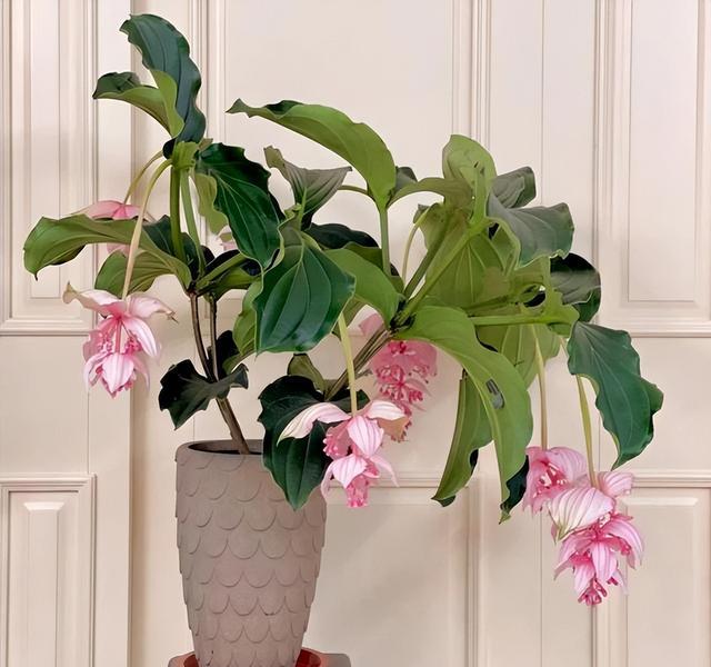 家庭养花不可不知的小常识_养花技巧_花店套路