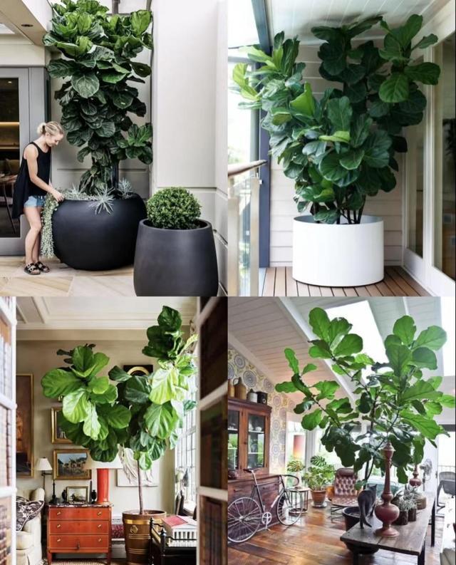 养花技巧_花店套路_家庭养花不可不知的小常识