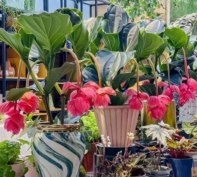 花店套路_家庭养花不可不知的小常识_养花技巧