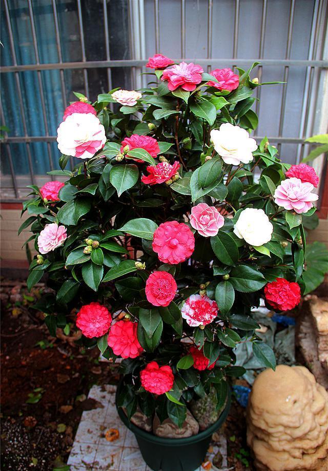 花店套路_家庭养花不可不知的小常识_养花技巧