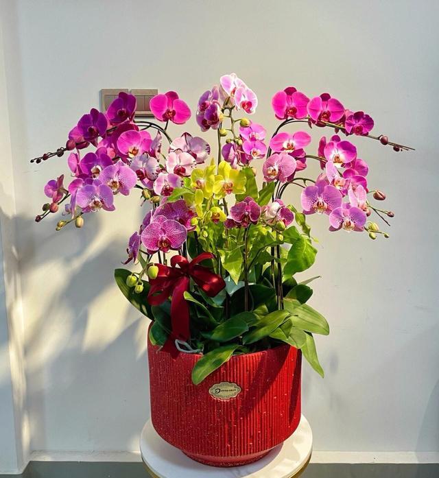 花店套路_养花技巧_家庭养花不可不知的小常识