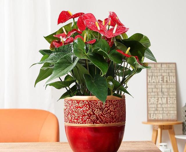 养花技巧_花店套路_家庭养花不可不知的小常识