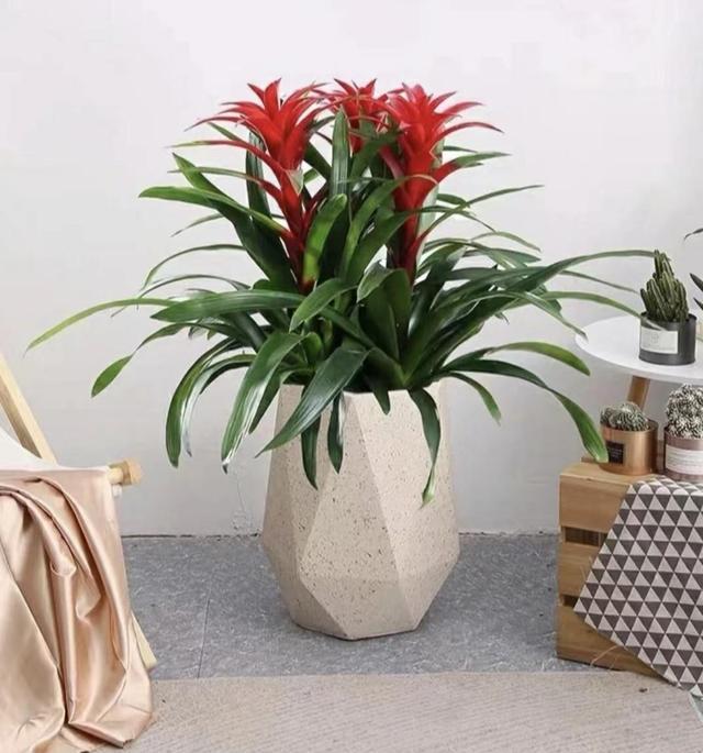 花店套路_养花技巧_家庭养花不可不知的小常识