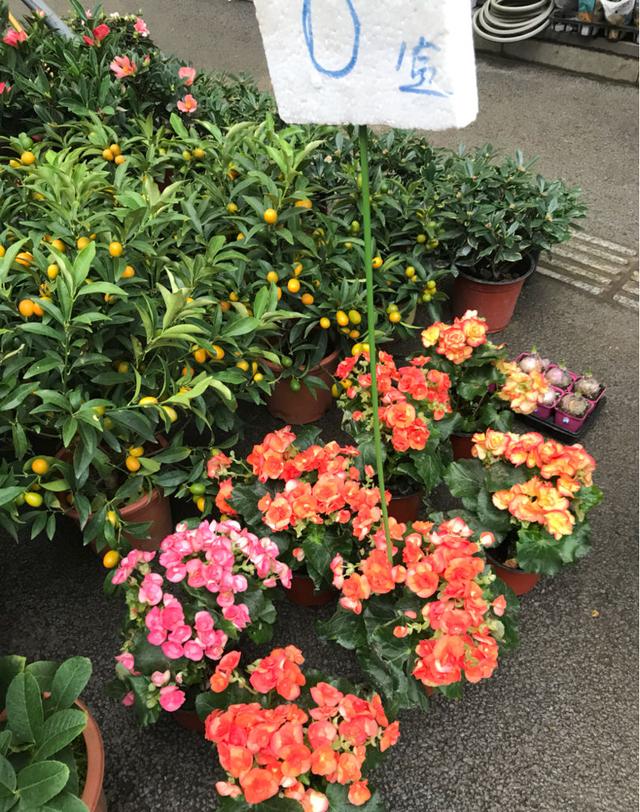 养花技巧_花店套路_家庭养花不可不知的小常识