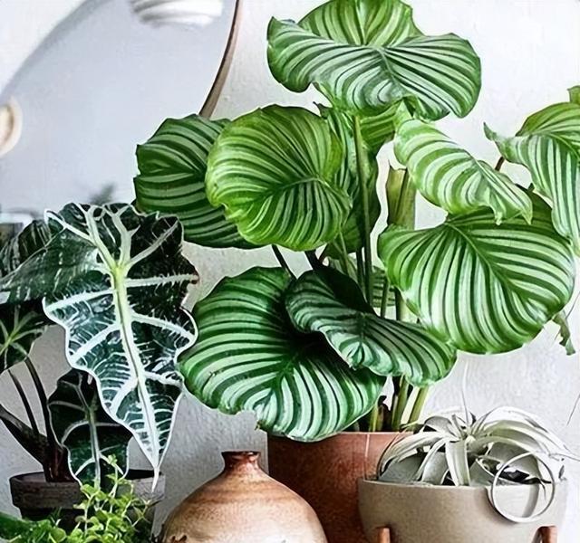 家庭养花不可不知的小常识_养花技巧_花店套路