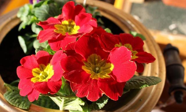 养花技巧_家庭养花不可不知的小常识_花店套路