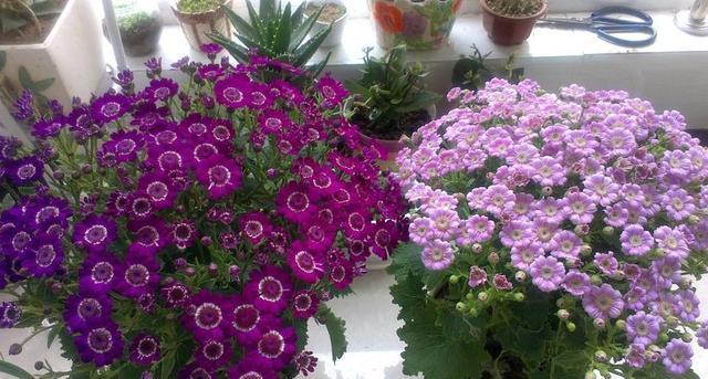 养花技巧_家庭养花不可不知的小常识_花店套路