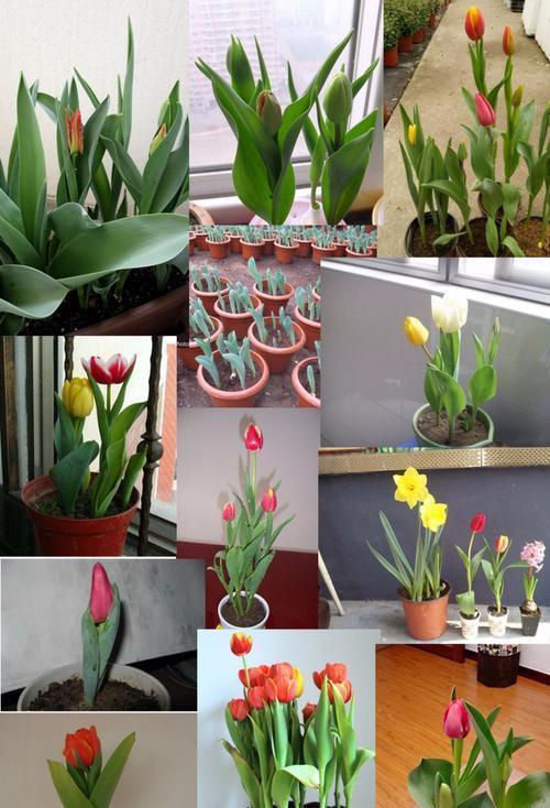 花店套路_养花技巧_家庭养花不可不知的小常识