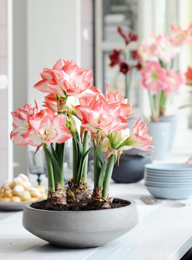 家庭养花不可不知的小常识_花店套路_养花技巧