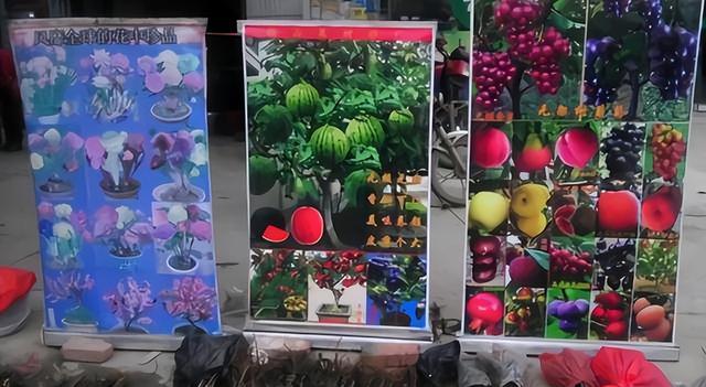 花店套路_家庭养花不可不知的小常识_养花技巧