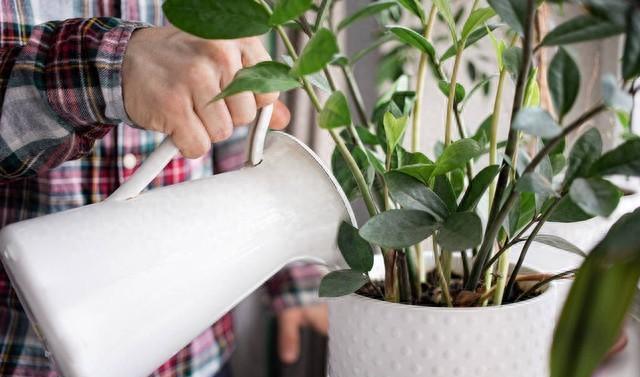 个人诚招住家男保姆照顾老人-男保姆照顾了腿脚不便的女雇主5年后，她说：你来当这房子的主人