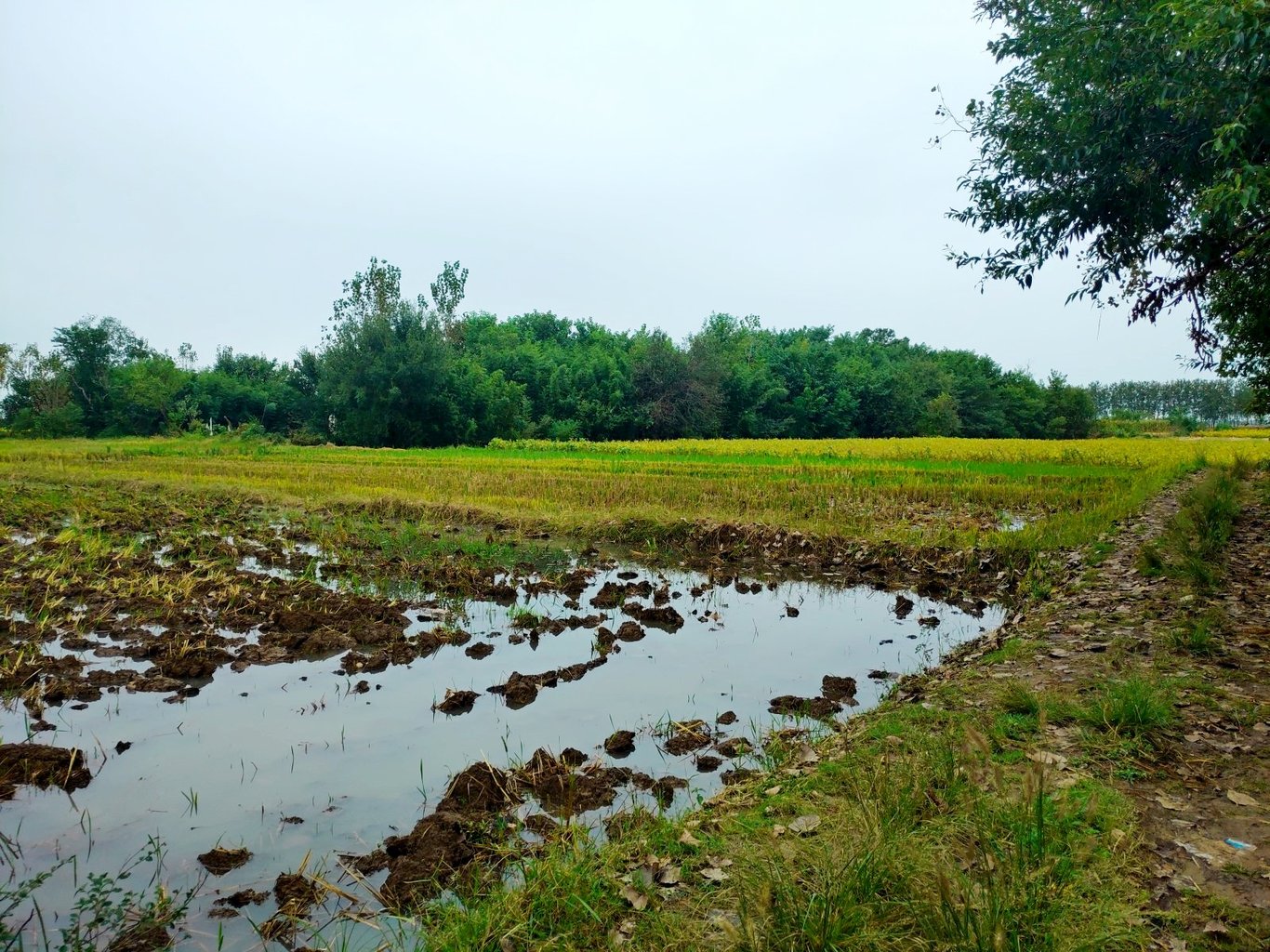 乡村雨声与城市雨声对比_雨声与自然气息_生活中大自然的声音