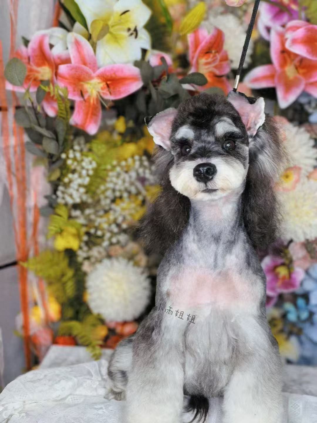 开宠物美容店需要什么条件-学宠物美容培训哪里好？专业选择指南助您开启职业新篇章