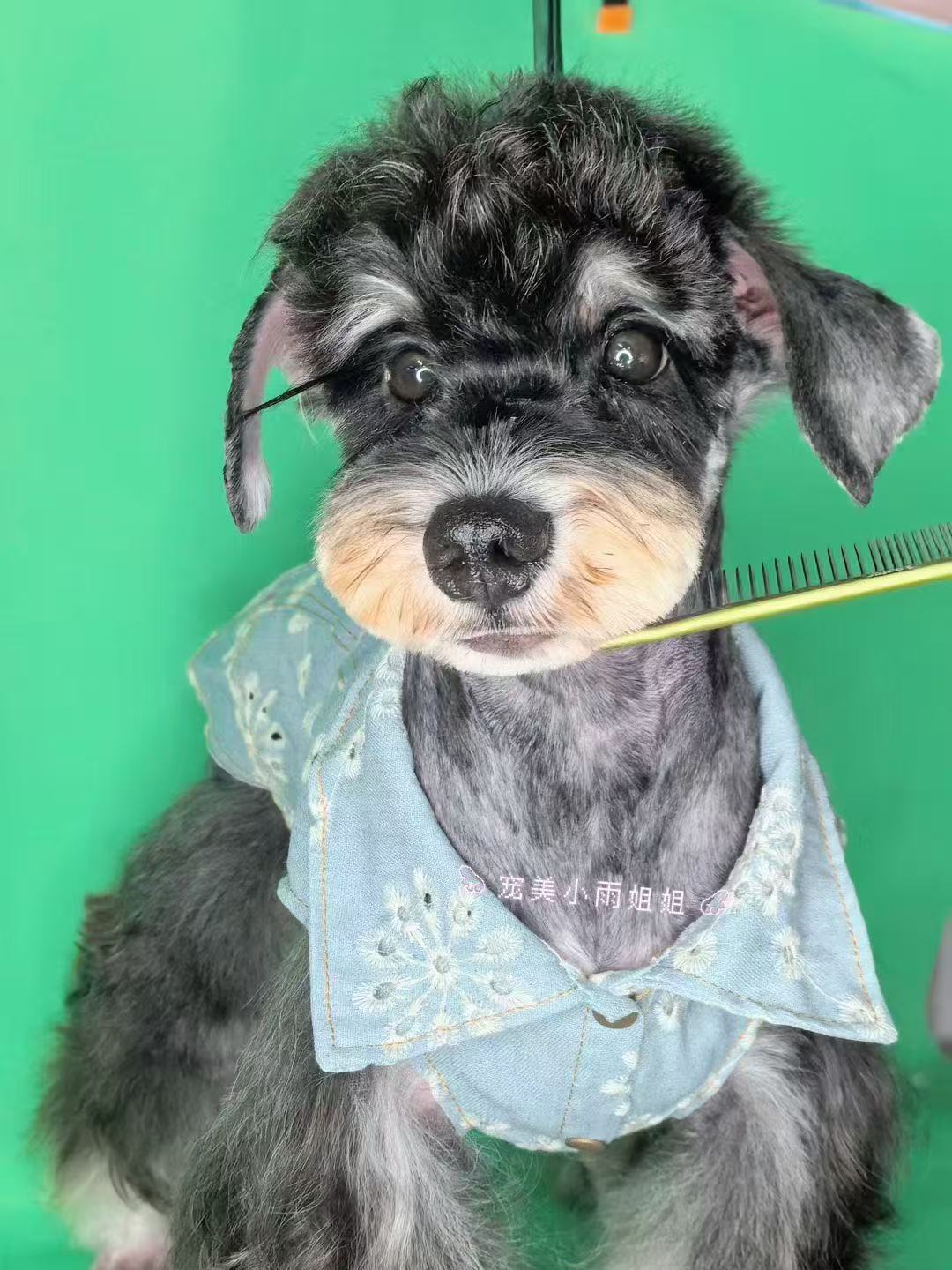 开宠物美容店需要什么条件_宠物美容培训机构选择要素_学宠物美容培训哪里好