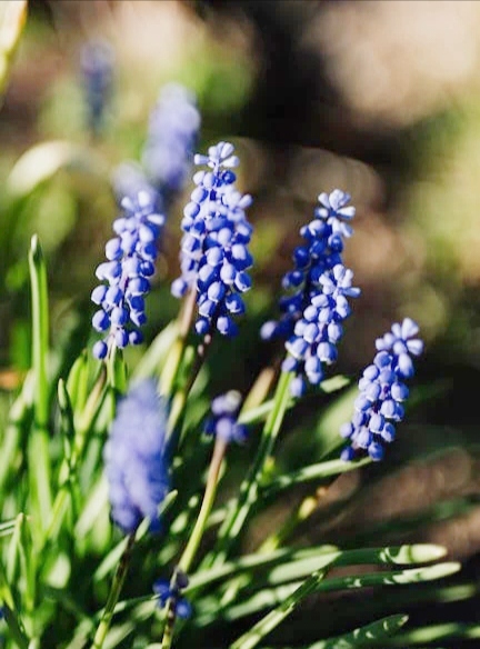 留学回国就业困境_年轻人应不应该贪图安逸_年轻人躺平摆烂的原因