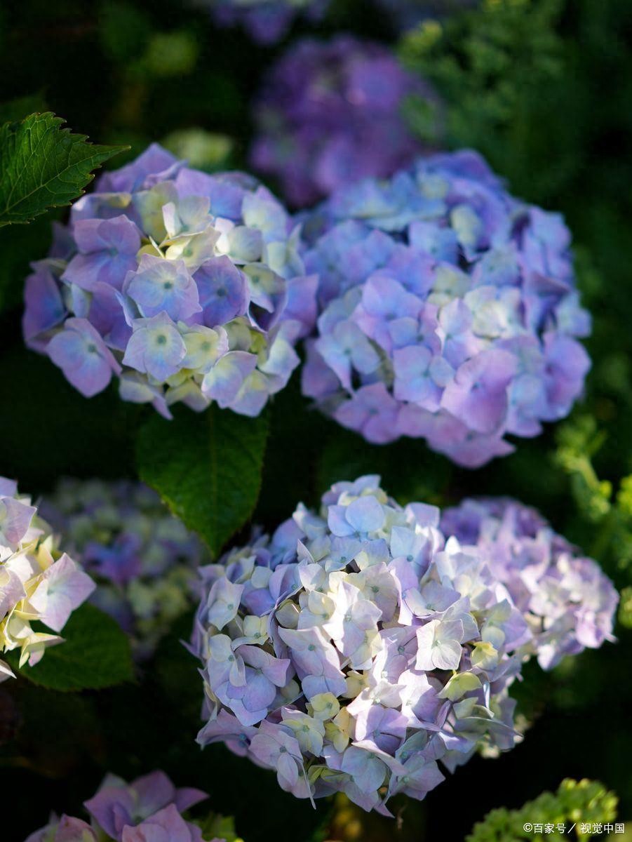 成长路上的困难议论文-2026中招作文热门题目《原来我也很努力》看老师给你写范文