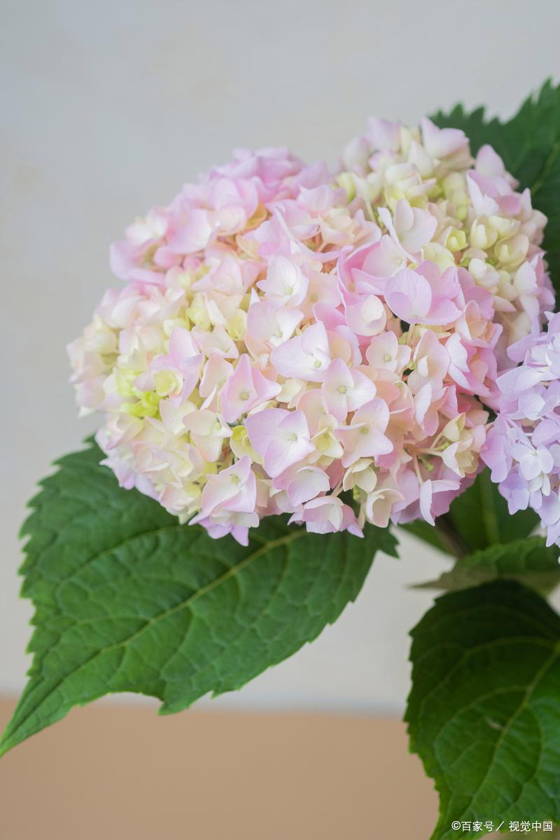 成长路上的困难议论文_发现自身能力_成长的旅程痛苦波折快乐