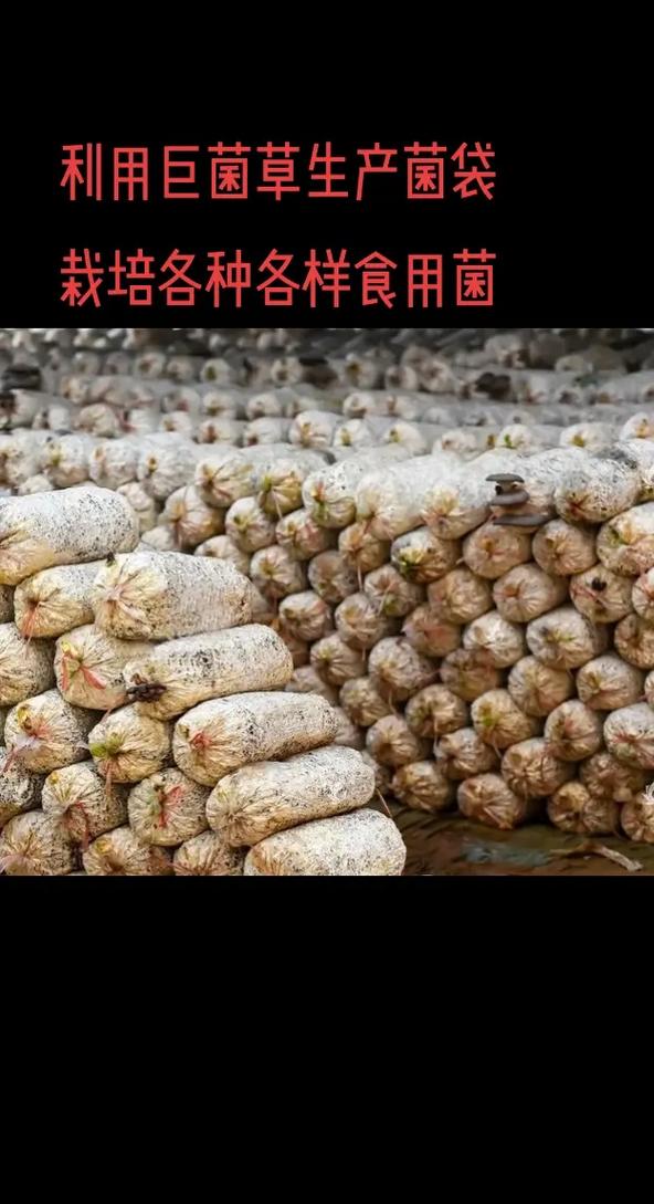 2026年农村创业新项目_开店找项目小本生意_低投入高潜力农村生意