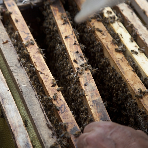 2026年农村创业新项目_低投入高潜力农村生意_开店找项目小本生意