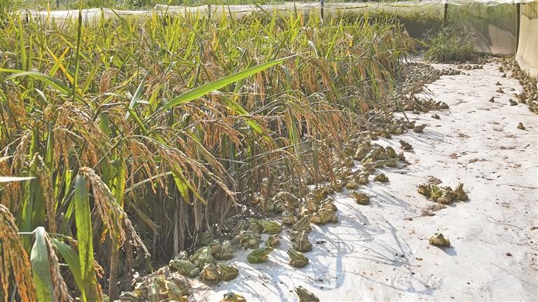 开店找项目小本生意_2026年农村创业新项目_低投入高潜力农村生意